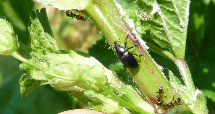 Piccolo Curculionidae della malva